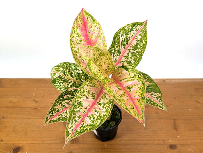 Aglaonema Red Mahasettii