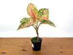 Aglaonema Red Mahasettii