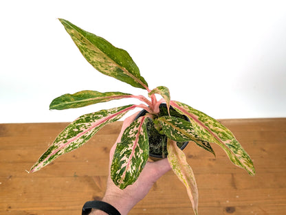 Aglaonema Red Baikaw