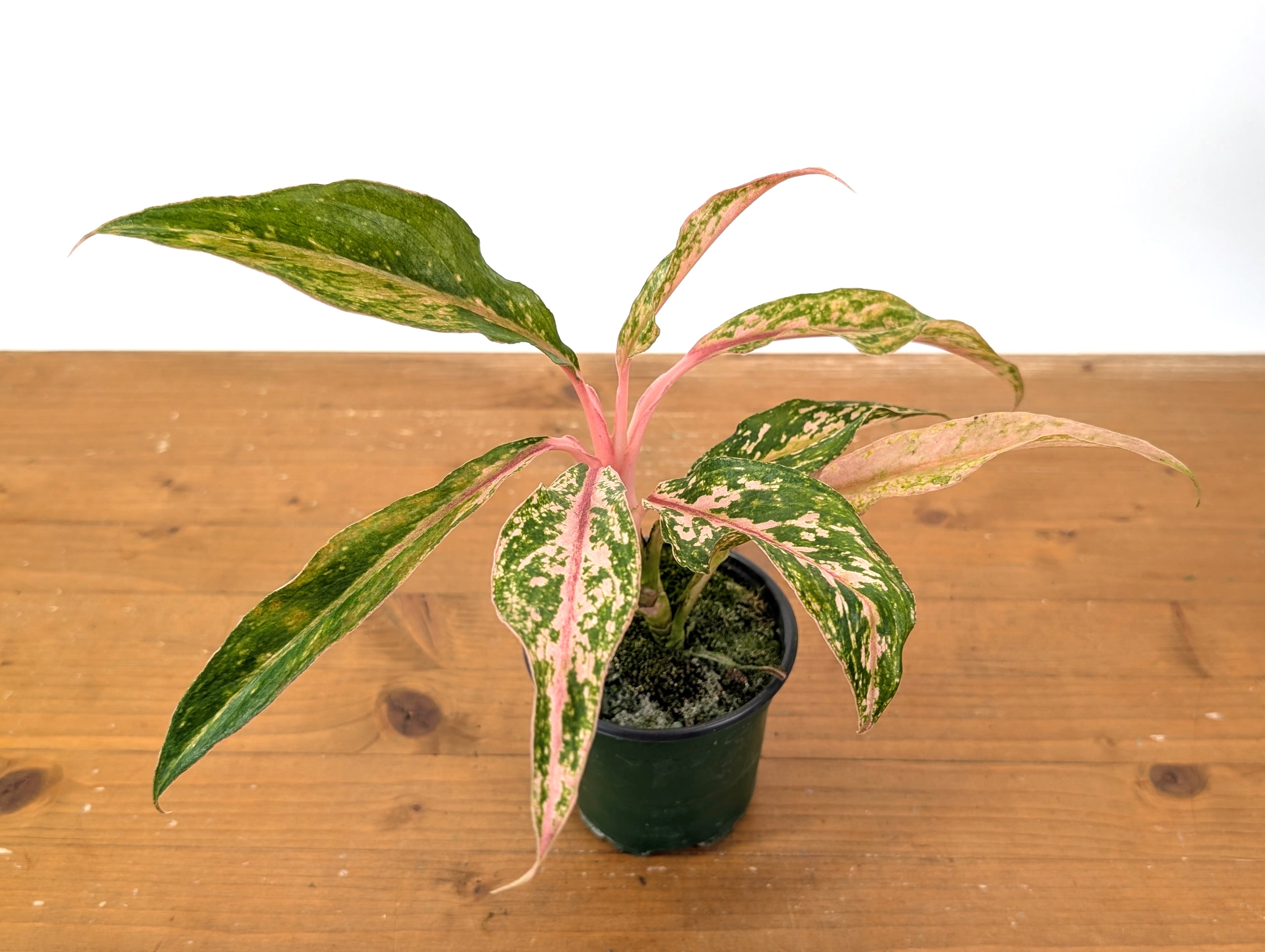 Aglaonema Red Baikaw