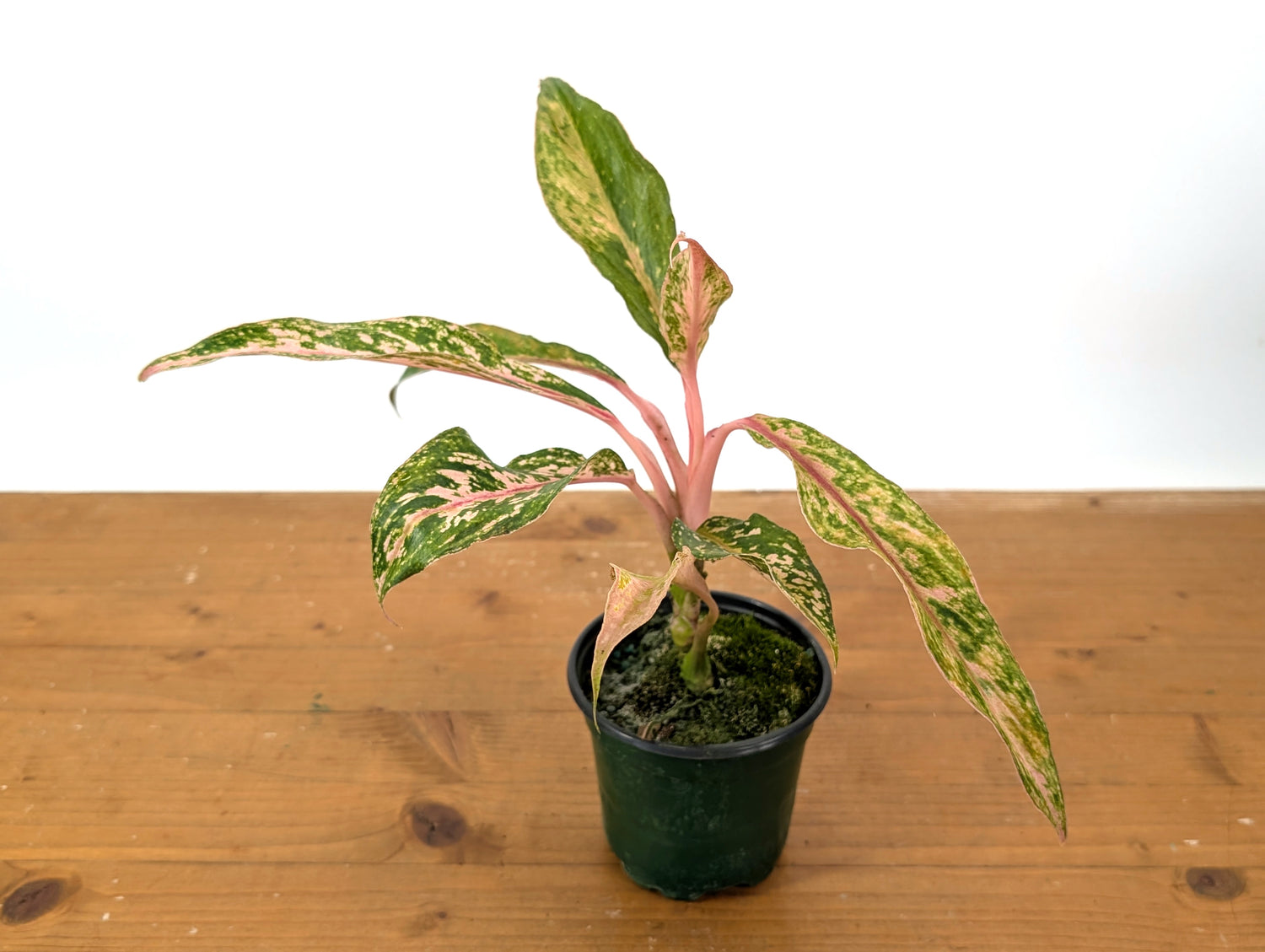 Aglaonema Red Baikaw