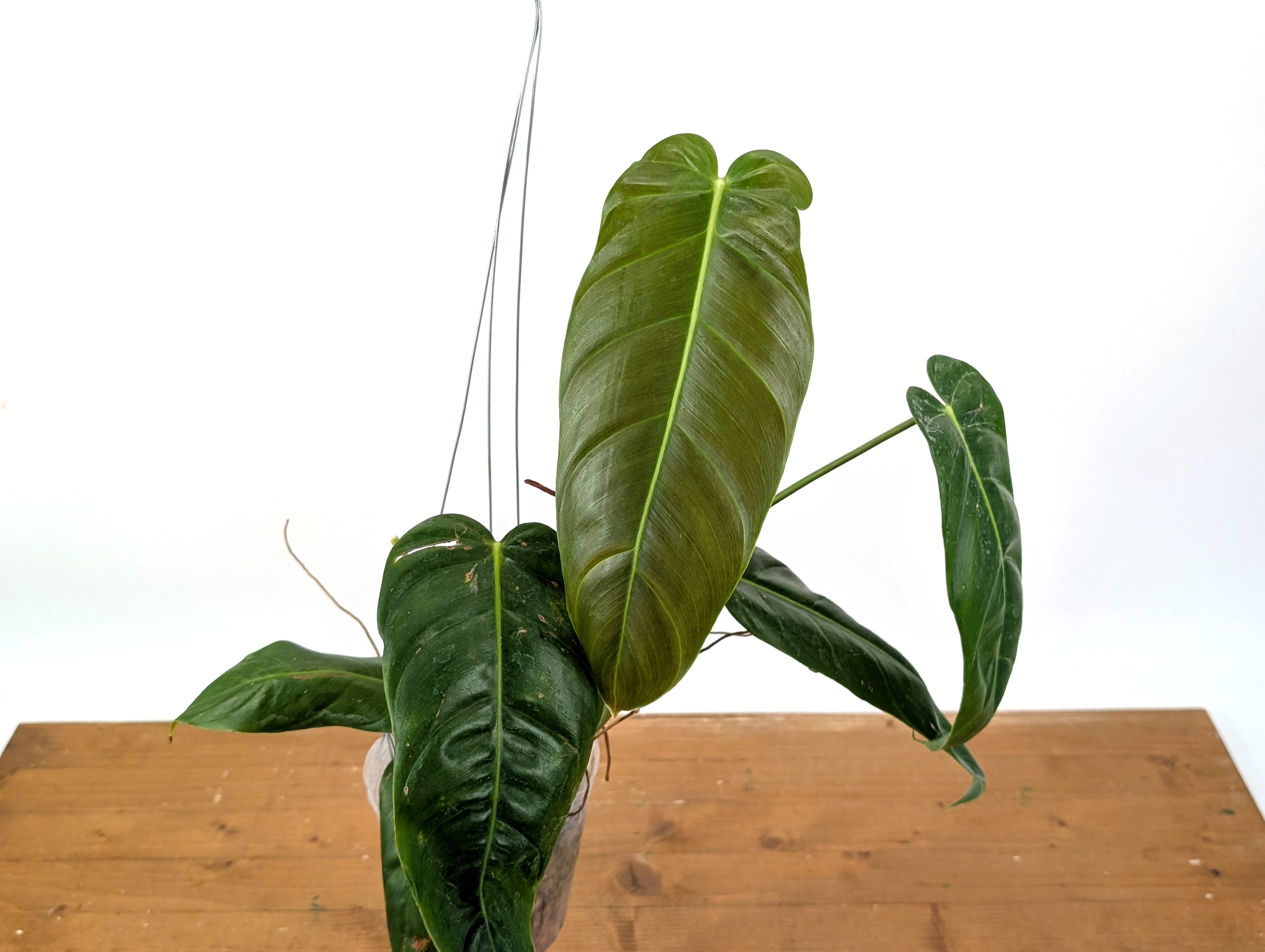 Philodendron Patriciae x Esmeraldense Narrow – Plantamani Plants