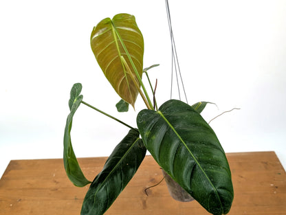 Philodendron Patriciae x Esmeraldense Narrow