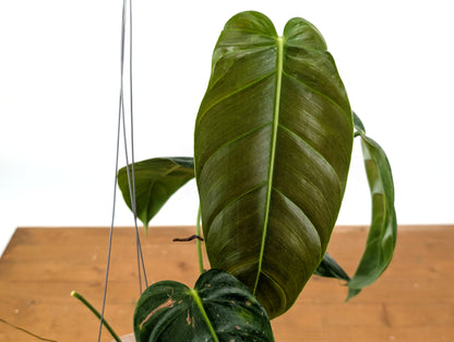 Philodendron Patriciae x Esmeraldense Narrow