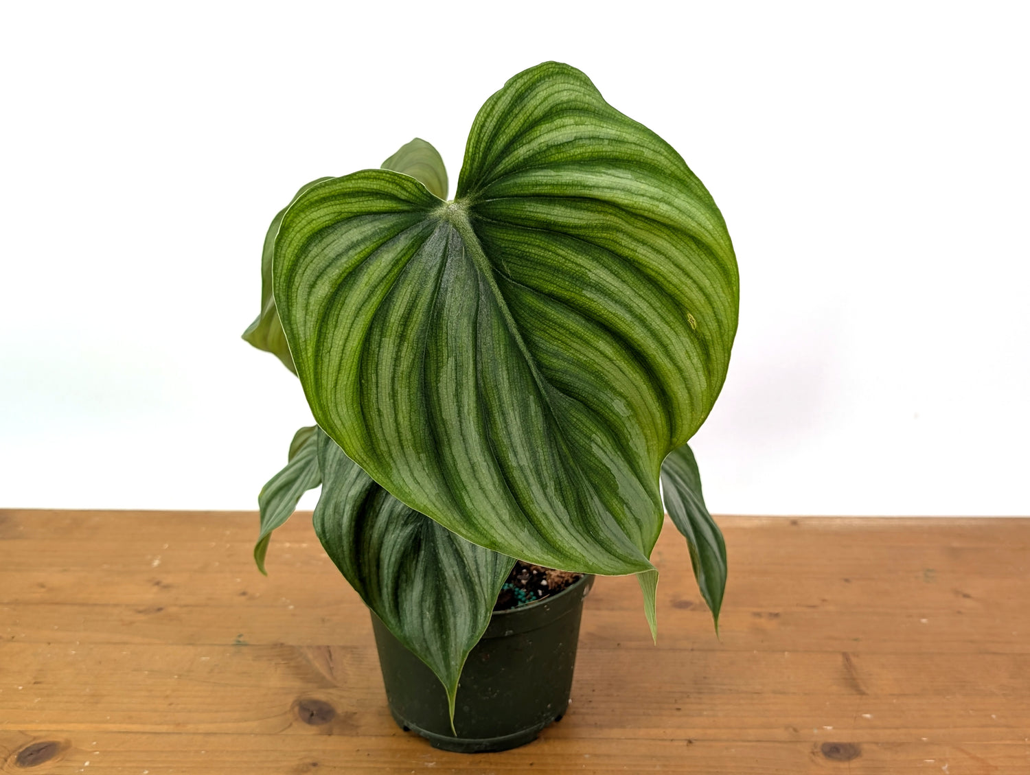 Philodendron Plowmanii Citrus