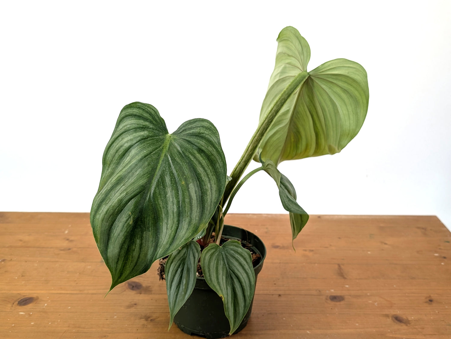 Philodendron Plowmanii Citrus