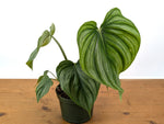 Philodendron Plowmanii Citrus