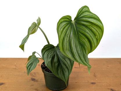 Philodendron Plowmanii Citrus