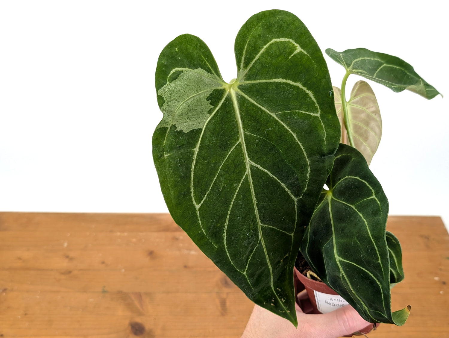 Anthurium Regale Variegated (EXACT PLANT)