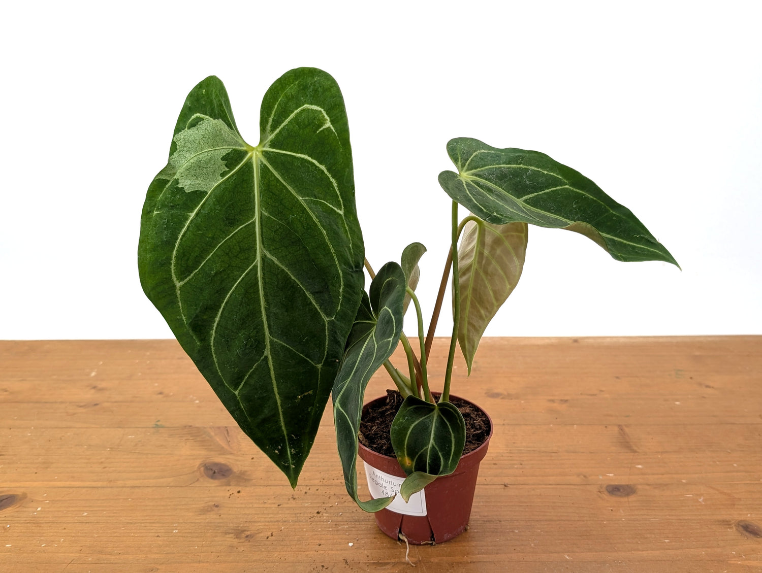 Anthurium Regale Variegated (EXACT PLANT)