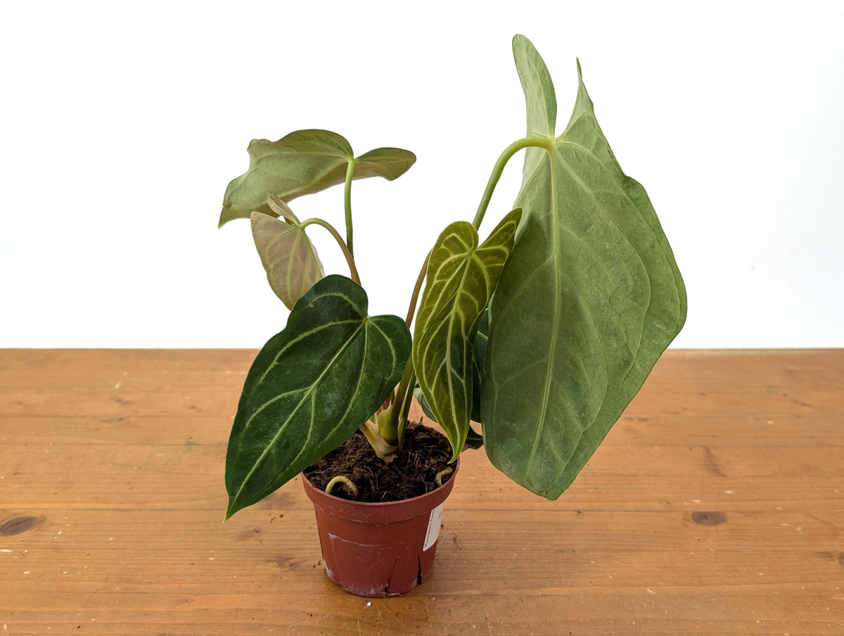 Anthurium Regale Variegated (EXACT PLANT)