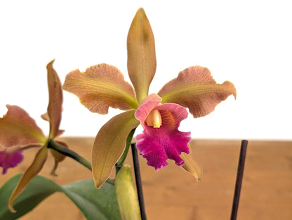 Cattleya Chamberlainiana 1881 - (C. dowiana x C. tigrina.)