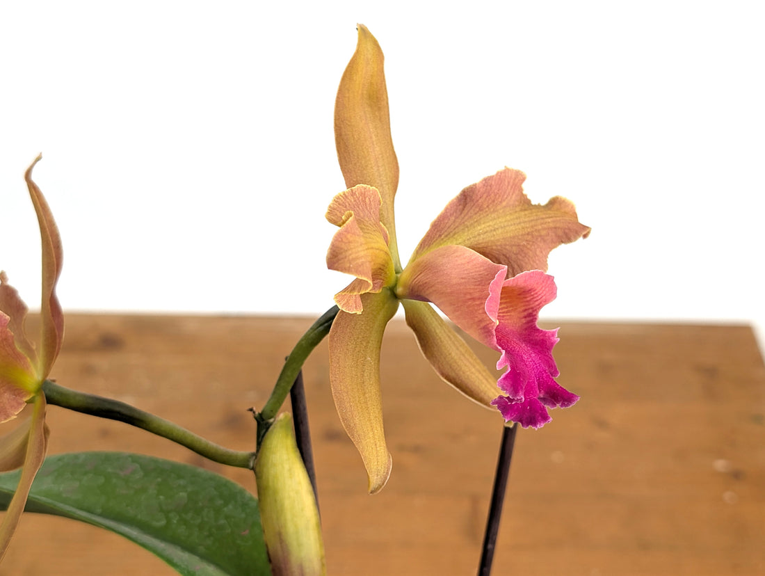 Cattleya Chamberlainiana 1881 - (C. dowiana x C. tigrina.)