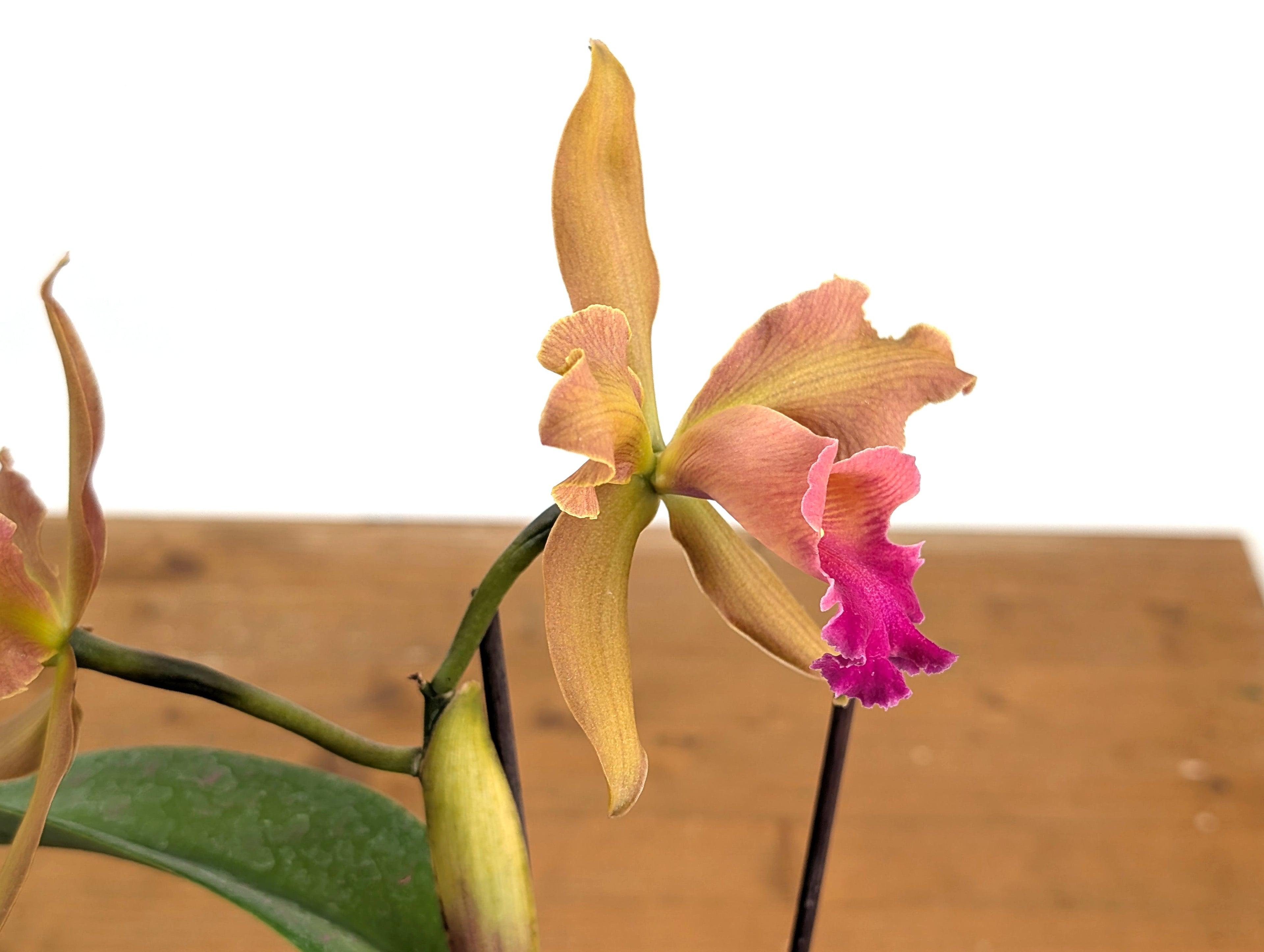 Cattleya Chamberlainiana 1881 - (C. dowiana x C. tigrina.)
