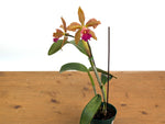 Cattleya Chamberlainiana 1881 - (C. dowiana x C. tigrina.)