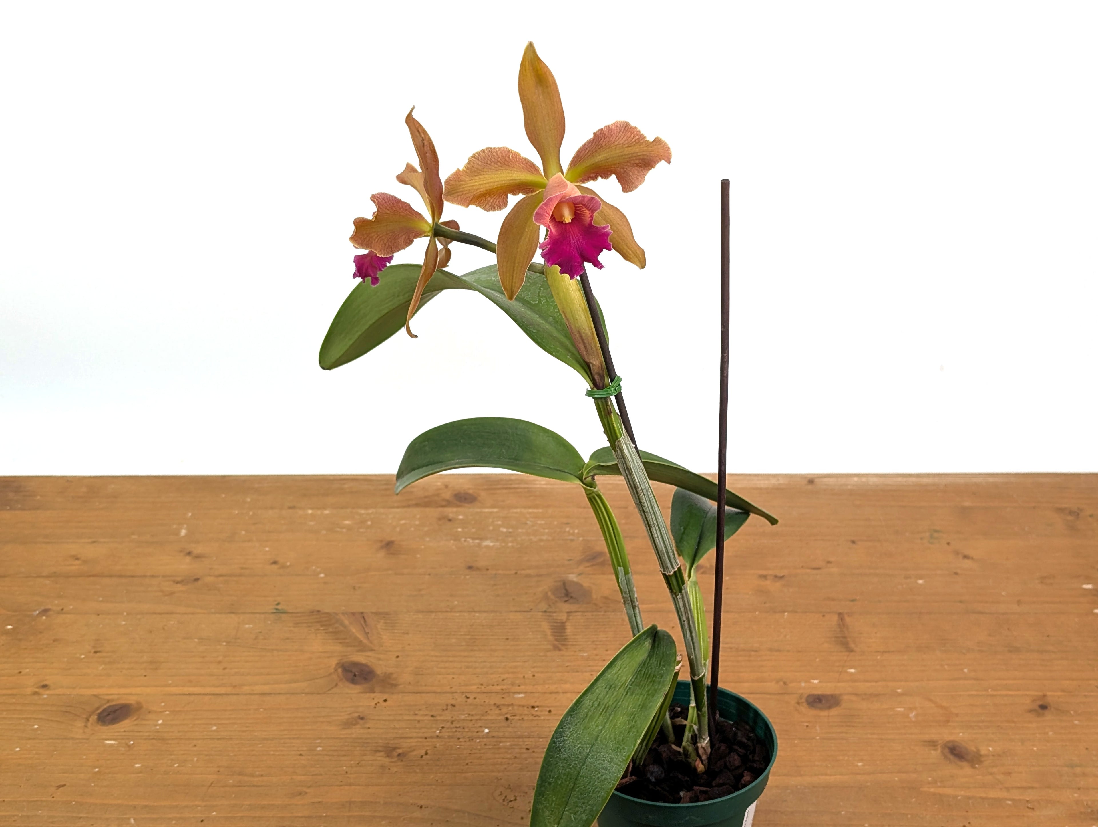 Cattleya Chamberlainiana 1881 - (C. dowiana x C. tigrina.)