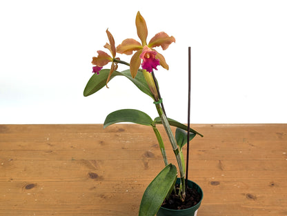 Cattleya Chamberlainiana 1881 - (C. dowiana x C. tigrina.)