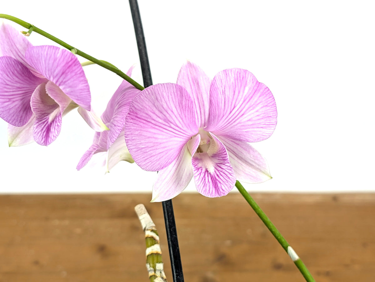 Dendrobium Hawaii Stripes 'Volcano Queen'