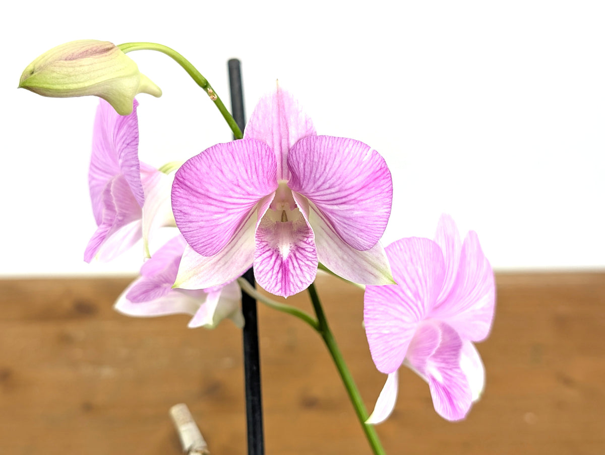 Dendrobium Hawaii Stripes 'Volcano Queen'