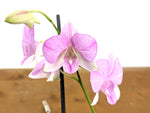 Dendrobium Hawaii Stripes 'Volcano Queen'