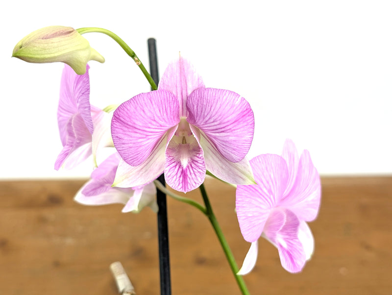 Dendrobium Hawaii Stripes 'Volcano Queen'