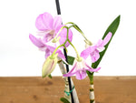 Dendrobium Hawaii Stripes 'Volcano Queen'