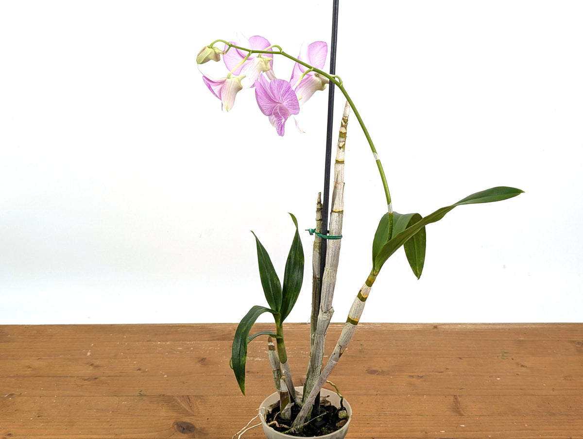 Dendrobium Hawaii Stripes 'Volcano Queen'