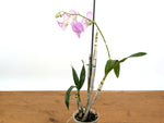 Dendrobium Hawaii Stripes 'Volcano Queen'