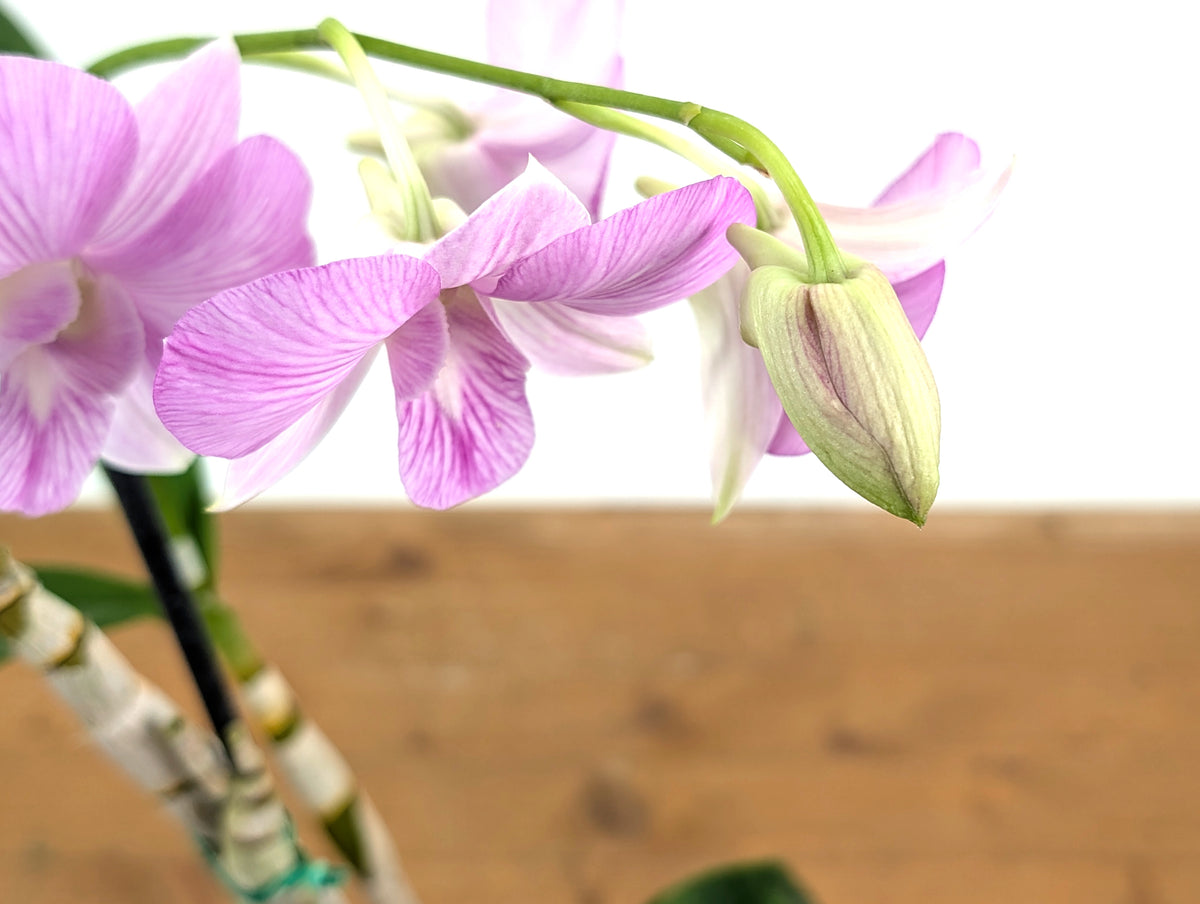 Dendrobium Hawaii Stripes 'Volcano Queen'