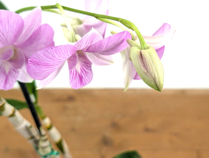 Dendrobium Hawaii Stripes &