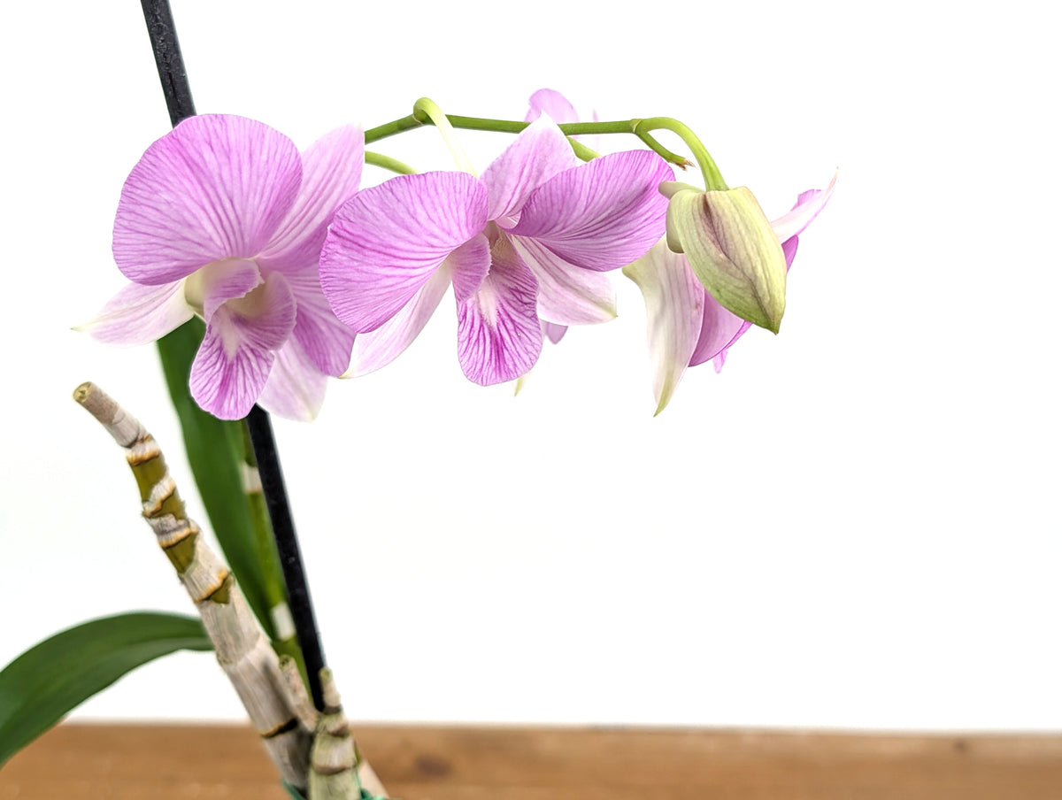 Dendrobium Hawaii Stripes 'Volcano Queen'