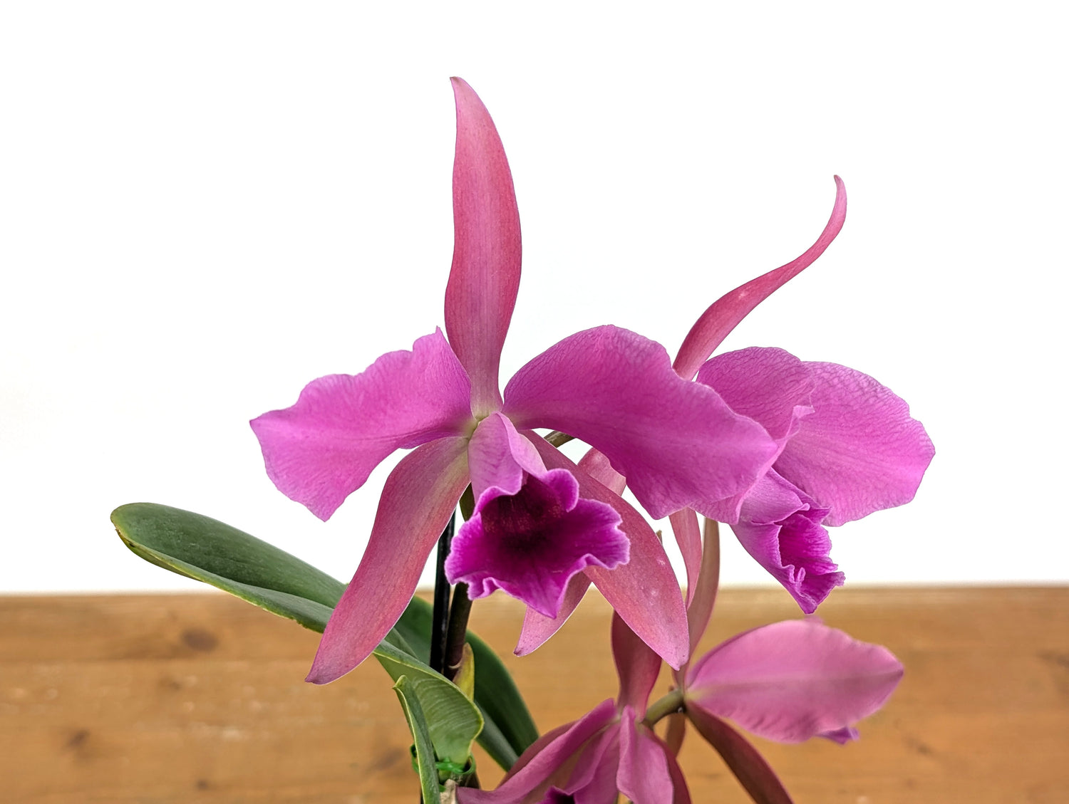 Cattleya Lucia Fernandez - (C. Cruella x C. percivaliana)