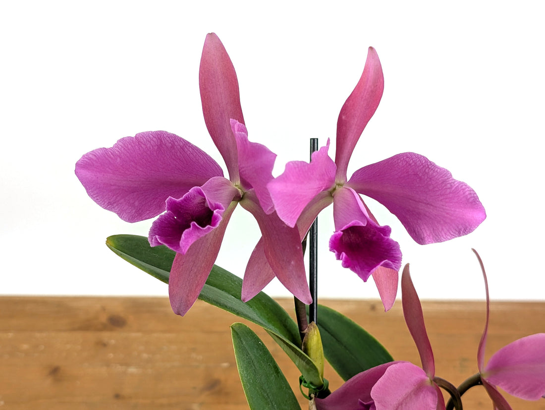 Cattleya Lucia Fernandez - (C. Cruella x C. percivaliana)