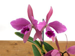 Cattleya Lucia Fernandez - (C. Cruella x C. percivaliana)