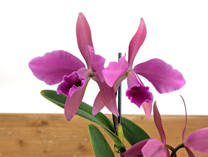 Cattleya Lucia Fernandez - (C. Cruella x C. percivaliana)