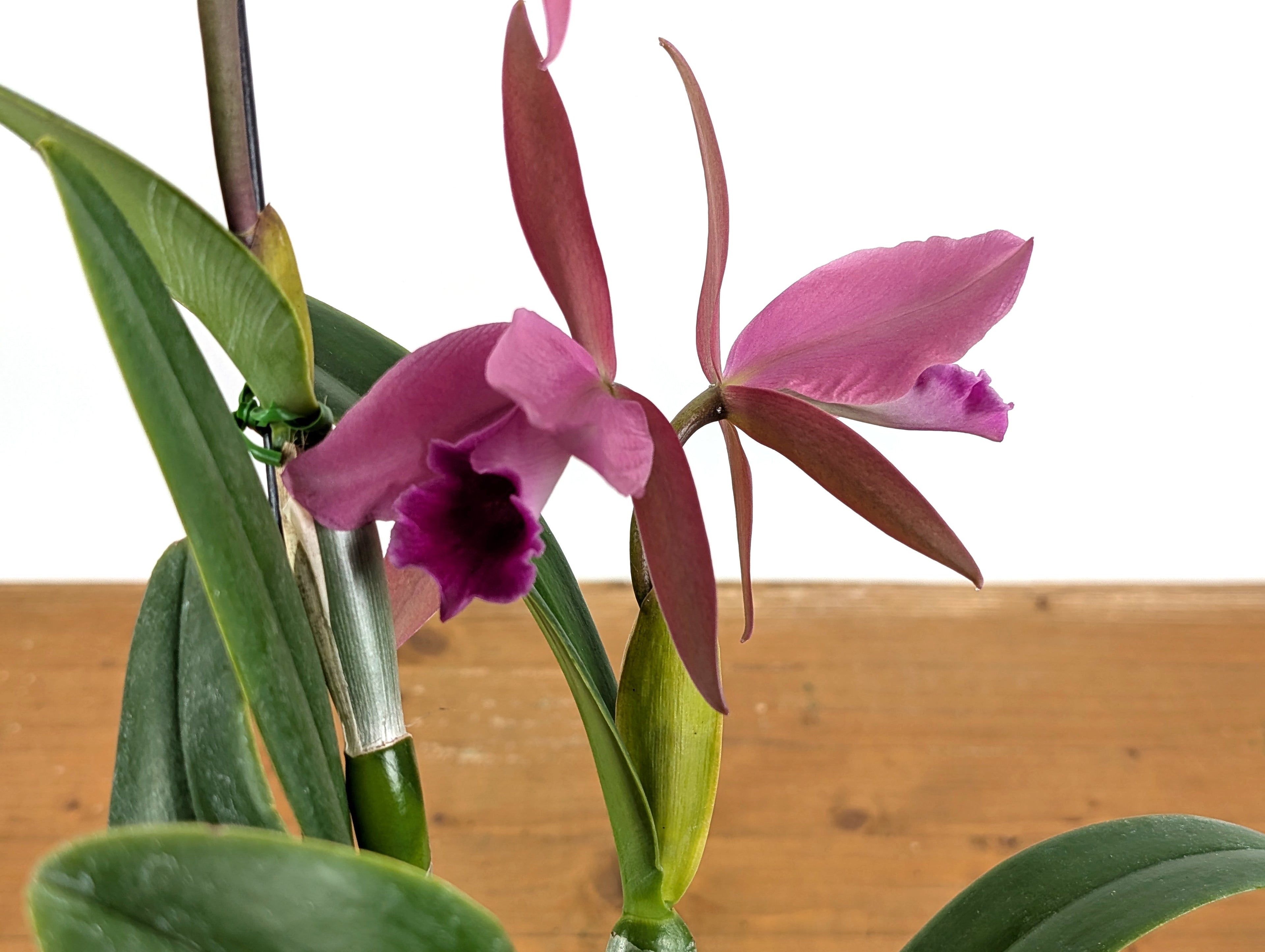 Cattleya Lucia Fernandez - (C. Cruella x C. percivaliana)