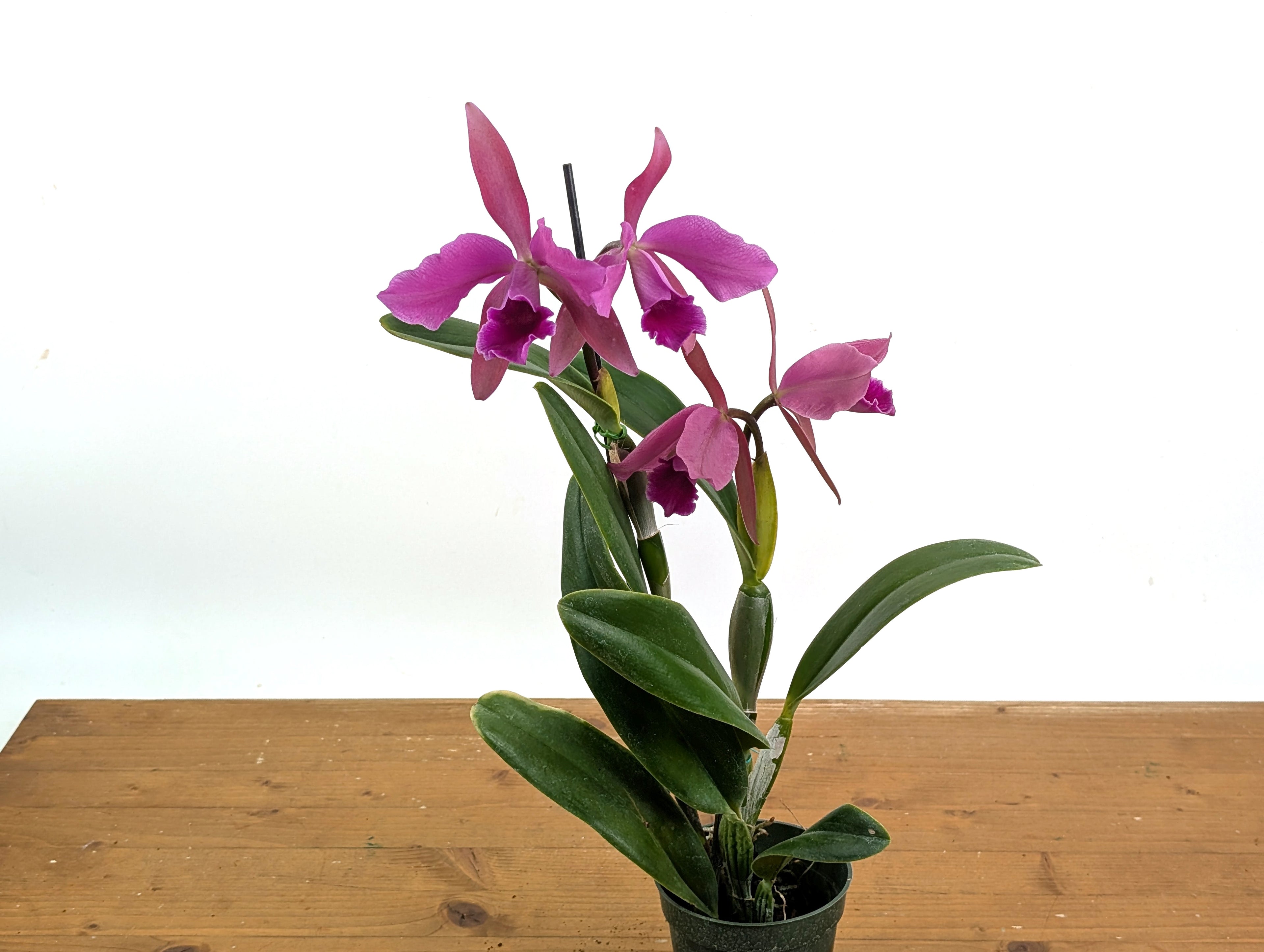 Cattleya Lucia Fernandez - (C. Cruella x C. percivaliana)