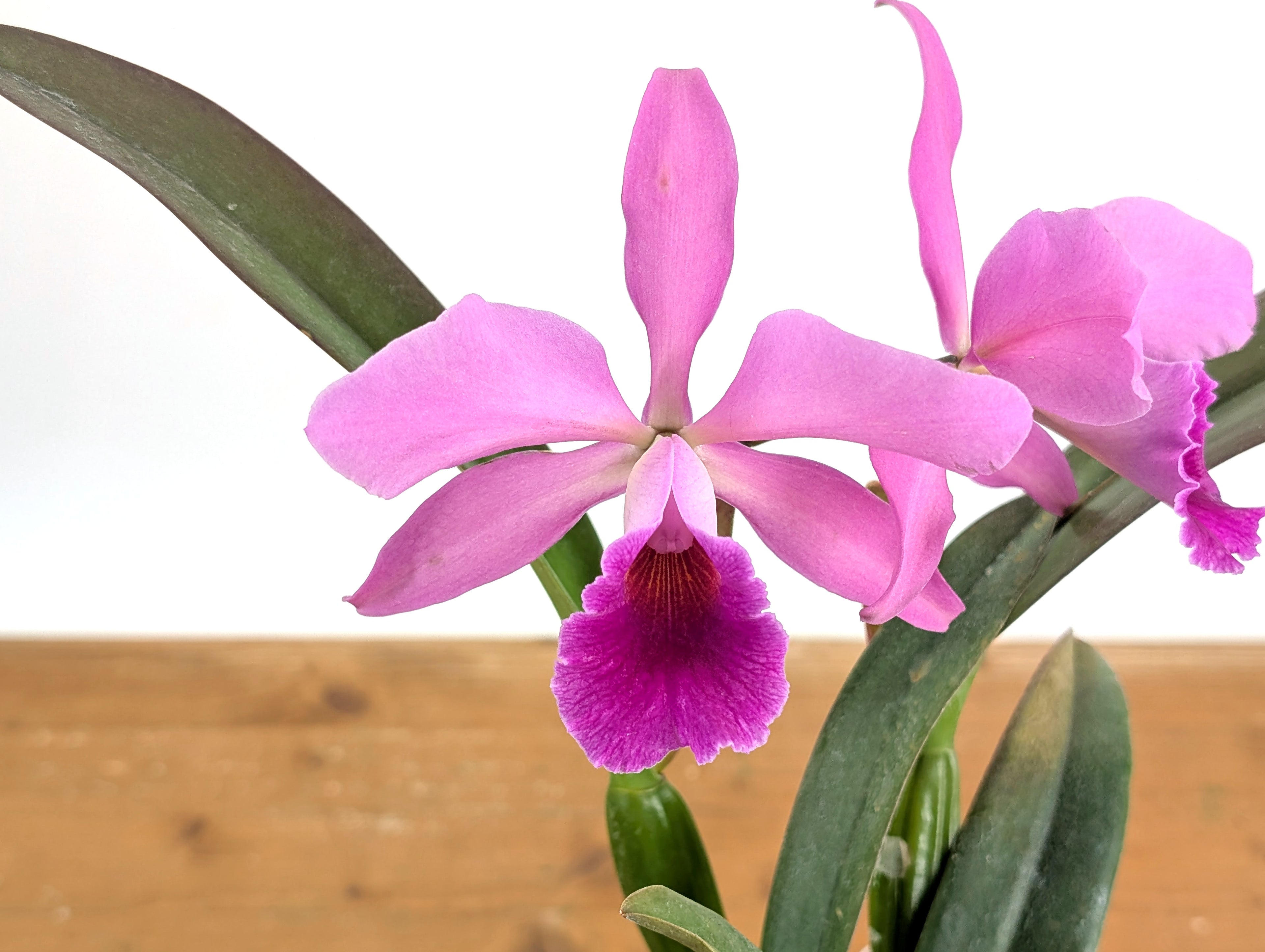 Cattleya Lucia Fernandez - (C. Cruella x C. percivaliana)