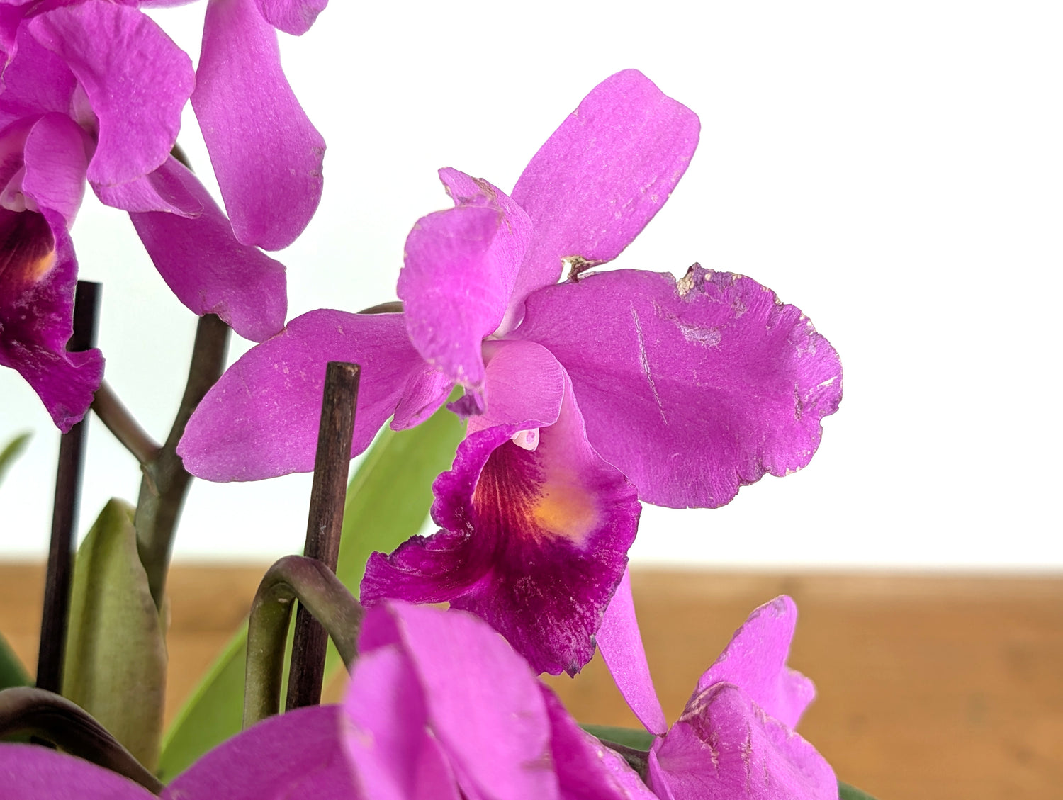 Cattlianthe Little Irene  (Ctt. Porcia x Ctt. George MacDonell)