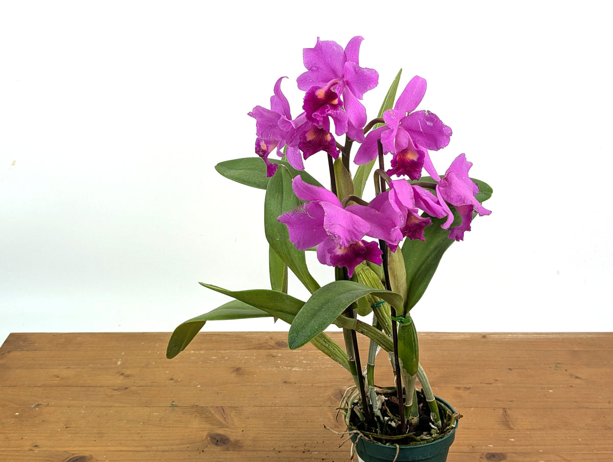 Cattlianthe Little Irene  (Ctt. Porcia x Ctt. George MacDonell)