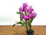 Cattlianthe Little Irene  (Ctt. Porcia x Ctt. George MacDonell)