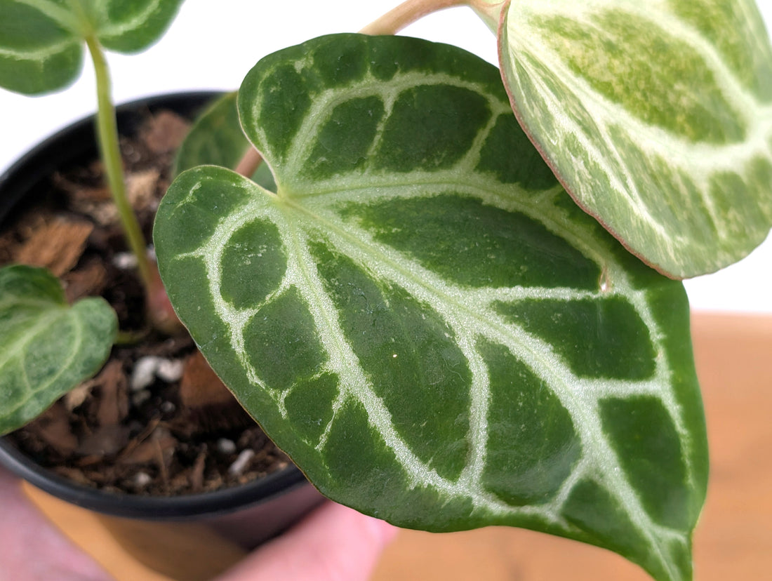 Exact Anthurium Silver Blush Variegated Mint in 4 Inch Pot 