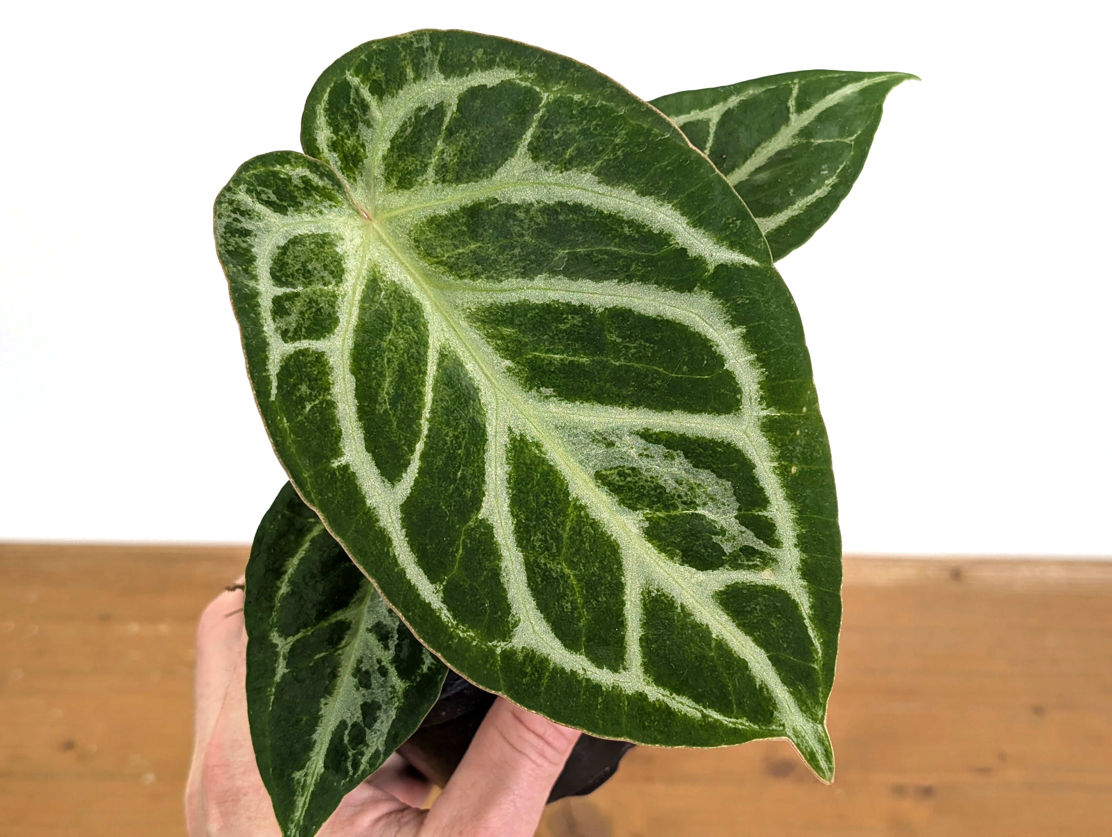 Exact Anthurium Silver Blush Variegated Mint in 4 Inch Pot 