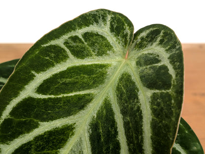 Exact Anthurium Silver Blush Variegated Mint in 4 Inch Pot 