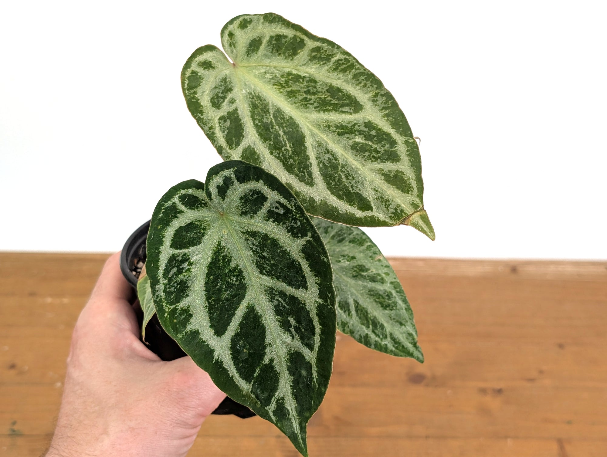 Anthurium Silver Blush Variegated Mint – Plantamani Plants