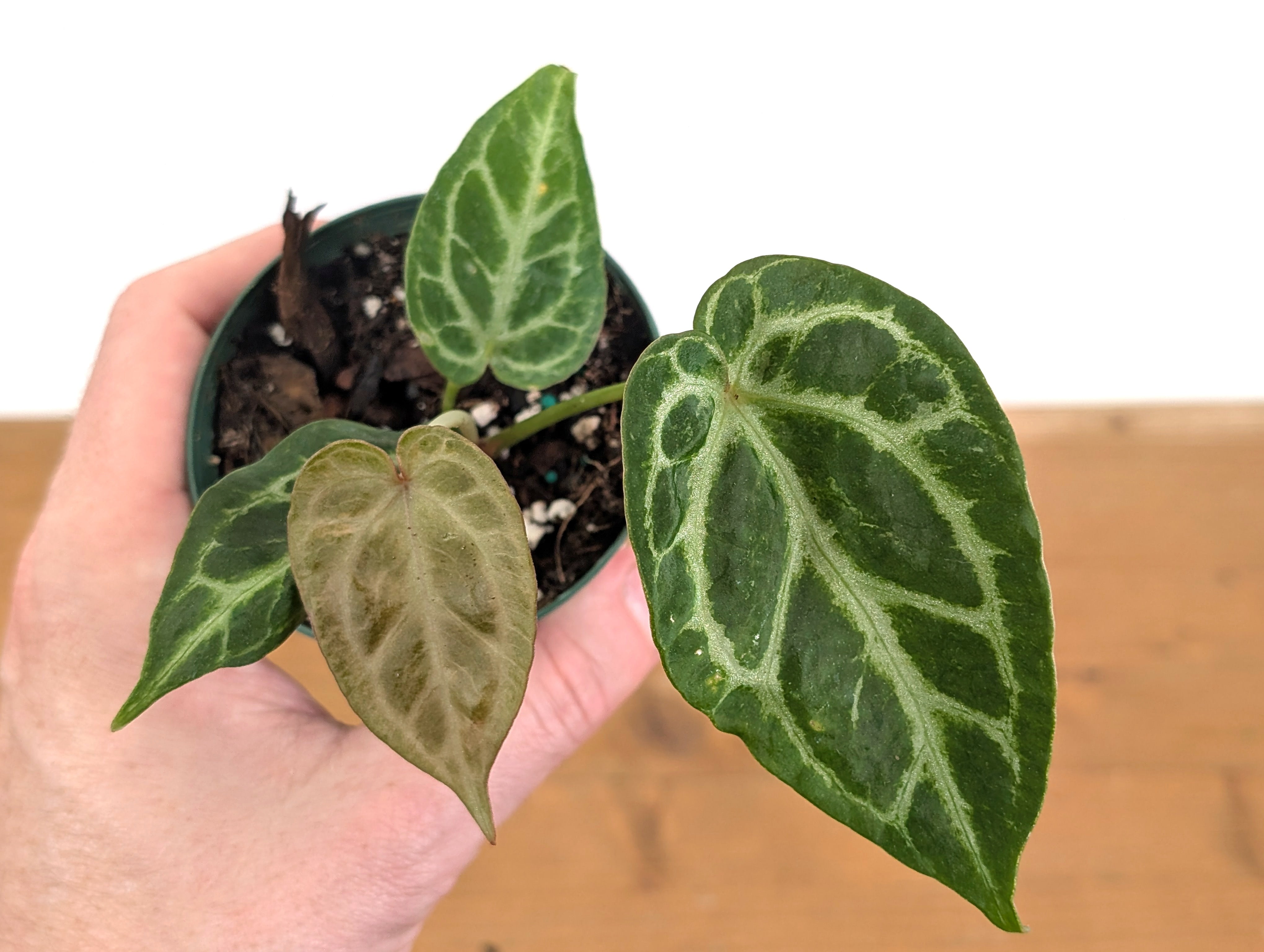 Anthurium Silver Blush Mint Variegated – Plantamani Plants