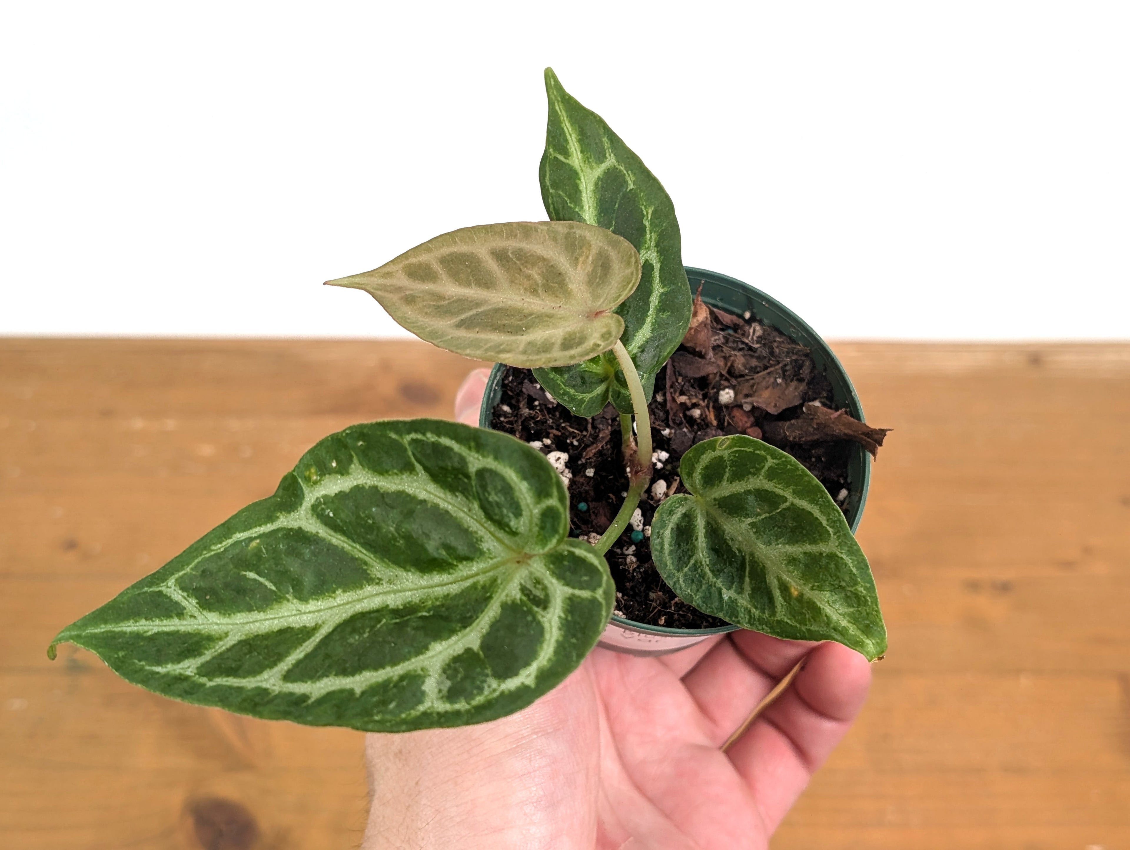 Anthurium Silver Blush Variegated Mint