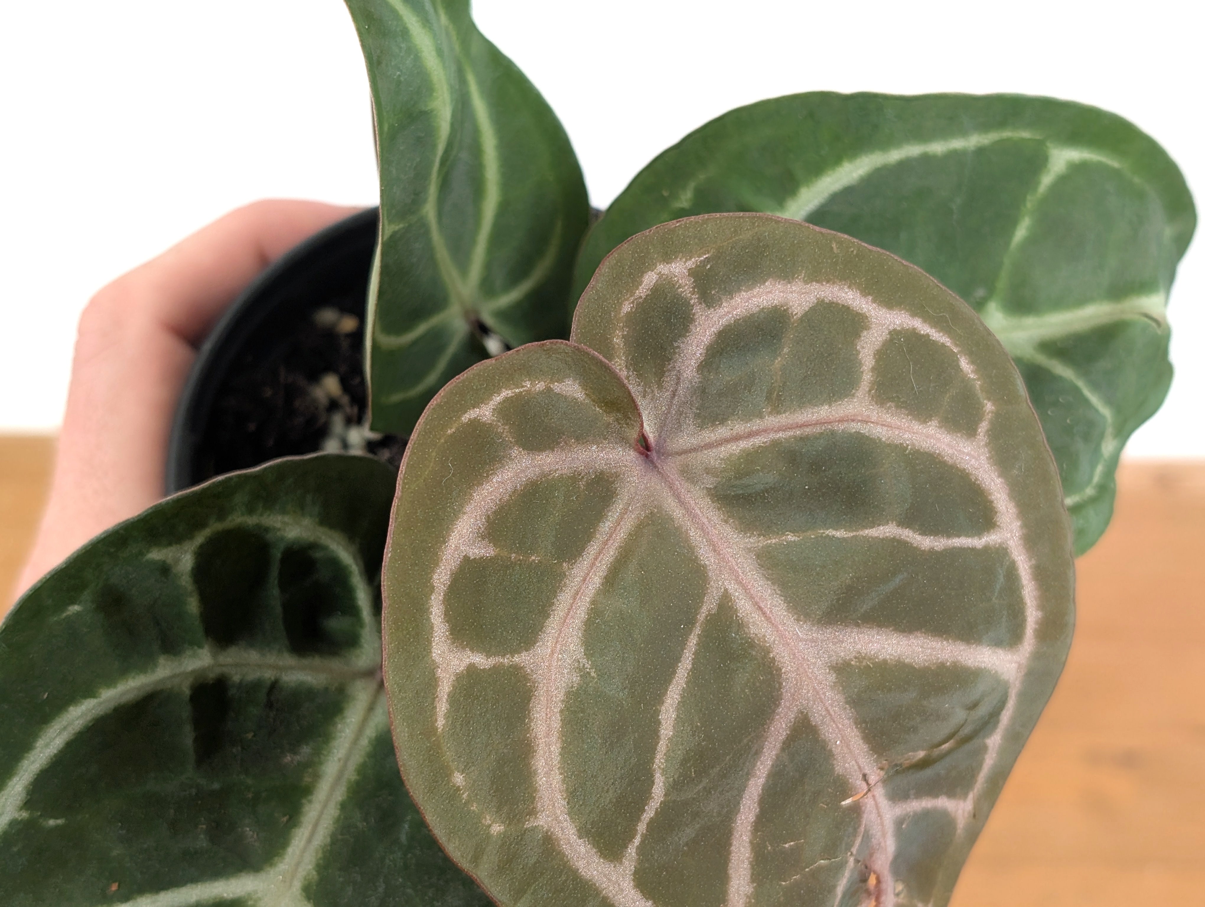 Anthurium Red Crystal x SKG Silver – Plantamani Plants