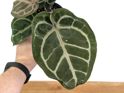 Anthurium Red Crystal x SKG Silver