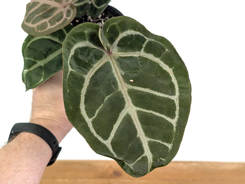 Anthurium Red Crystal x SKG Silver